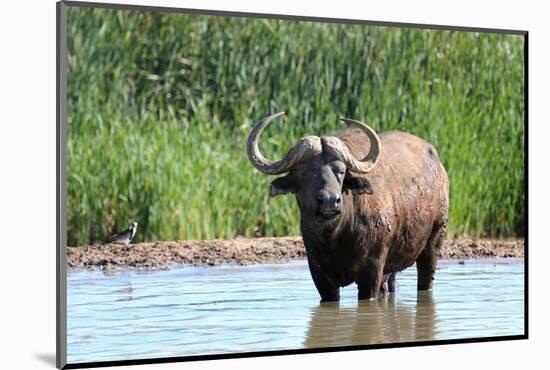 Cape Buffalo in Water Pool-Four Oaks-Mounted Photographic Print