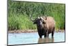 Cape Buffalo in Water Pool-Four Oaks-Mounted Photographic Print