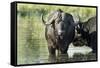 Cape Buffalo, Kruger National Park, South Africa-Paul Souders-Framed Stretched Canvas