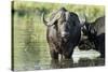 Cape Buffalo, Kruger National Park, South Africa-Paul Souders-Stretched Canvas
