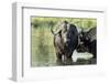 Cape Buffalo, Kruger National Park, South Africa-Paul Souders-Framed Photographic Print