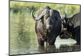 Cape Buffalo, Kruger National Park, South Africa-Paul Souders-Mounted Photographic Print