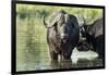 Cape Buffalo, Kruger National Park, South Africa-Paul Souders-Framed Photographic Print