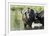 Cape Buffalo, Kruger National Park, South Africa-Paul Souders-Framed Photographic Print