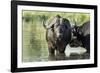 Cape Buffalo, Kruger National Park, South Africa-Paul Souders-Framed Photographic Print