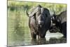 Cape Buffalo, Kruger National Park, South Africa-Paul Souders-Mounted Photographic Print