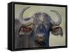 Cape Buffalo, Lake Nakuru National Park-James Hager-Framed Stretched Canvas