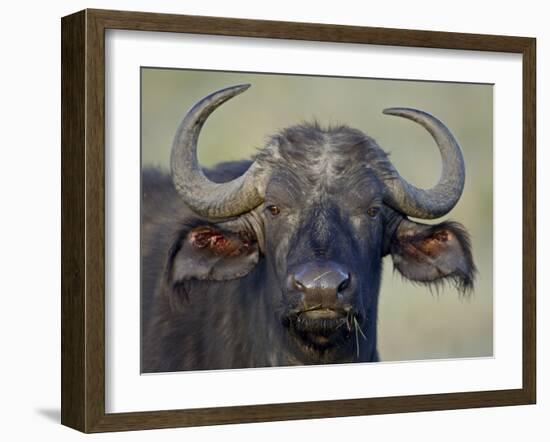 Cape Buffalo, Lake Nakuru National Park-James Hager-Framed Photographic Print