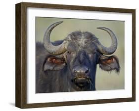 Cape Buffalo, Lake Nakuru National Park-James Hager-Framed Photographic Print