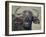 Cape Buffalo, Lake Nakuru National Park-James Hager-Framed Photographic Print