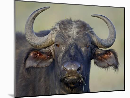 Cape Buffalo, Lake Nakuru National Park-James Hager-Mounted Photographic Print