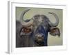 Cape Buffalo, Lake Nakuru National Park-James Hager-Framed Photographic Print