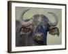 Cape Buffalo, Lake Nakuru National Park-James Hager-Framed Photographic Print