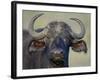 Cape Buffalo, Lake Nakuru National Park-James Hager-Framed Photographic Print