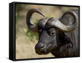 Cape Buffalo, Masai Mara National Reserve, Kenya, East Africa-James Hager-Framed Stretched Canvas