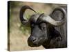 Cape Buffalo, Masai Mara National Reserve, Kenya, East Africa-James Hager-Stretched Canvas