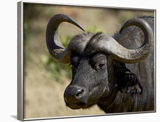 Cape Buffalo, Masai Mara National Reserve, Kenya, East Africa-James Hager-Framed Photographic Print