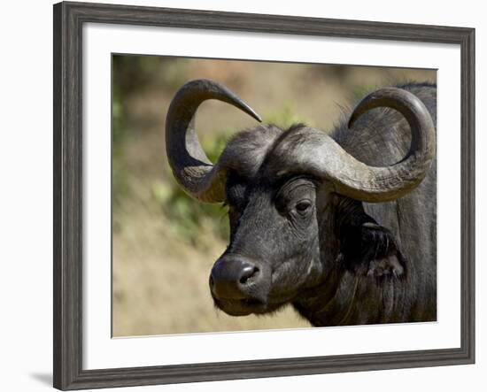 Cape Buffalo, Masai Mara National Reserve, Kenya, East Africa-James Hager-Framed Photographic Print