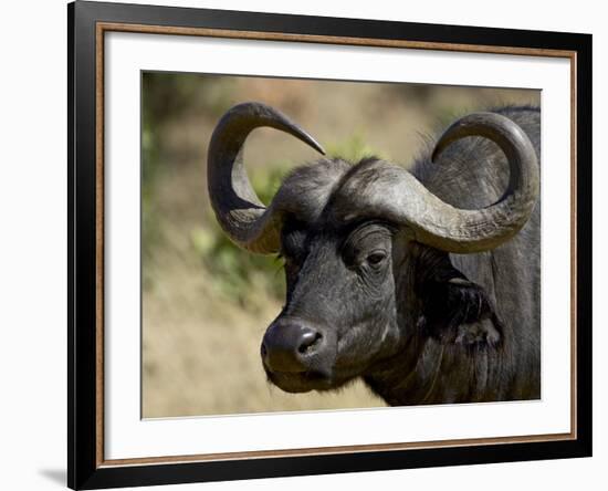 Cape Buffalo, Masai Mara National Reserve, Kenya, East Africa-James Hager-Framed Photographic Print