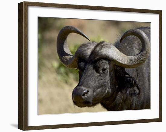 Cape Buffalo, Masai Mara National Reserve, Kenya, East Africa-James Hager-Framed Photographic Print