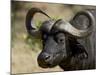 Cape Buffalo, Masai Mara National Reserve, Kenya, East Africa-James Hager-Mounted Photographic Print