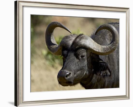 Cape Buffalo, Masai Mara National Reserve, Kenya, East Africa-James Hager-Framed Photographic Print