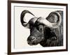 Cape Buffalo, Masai Mara National Reserve, Kenya, East Africa-James Hager-Framed Photographic Print