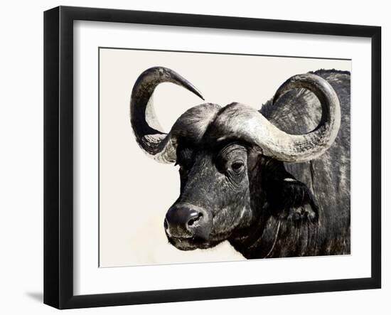 Cape Buffalo, Masai Mara National Reserve, Kenya, East Africa-James Hager-Framed Premium Photographic Print