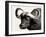 Cape Buffalo, Masai Mara National Reserve, Kenya, East Africa-James Hager-Framed Premium Photographic Print