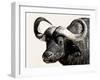 Cape Buffalo, Masai Mara National Reserve, Kenya, East Africa-James Hager-Framed Premium Photographic Print