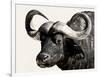 Cape Buffalo, Masai Mara National Reserve, Kenya, East Africa-James Hager-Framed Premium Photographic Print