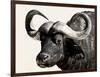 Cape Buffalo, Masai Mara National Reserve, Kenya, East Africa-James Hager-Framed Premium Photographic Print