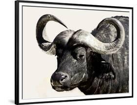 Cape Buffalo, Masai Mara National Reserve, Kenya, East Africa-James Hager-Framed Premium Photographic Print