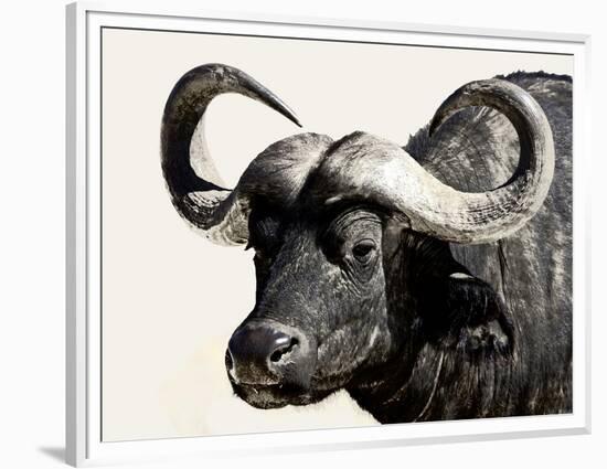 Cape Buffalo, Masai Mara National Reserve, Kenya, East Africa-James Hager-Framed Premium Photographic Print