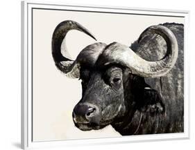 Cape Buffalo, Masai Mara National Reserve, Kenya, East Africa-James Hager-Framed Premium Photographic Print