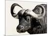 Cape Buffalo, Masai Mara National Reserve, Kenya, East Africa-James Hager-Mounted Premium Photographic Print