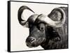 Cape Buffalo, Masai Mara National Reserve, Kenya, East Africa-James Hager-Framed Stretched Canvas