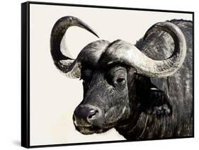 Cape Buffalo, Masai Mara National Reserve, Kenya, East Africa-James Hager-Framed Stretched Canvas