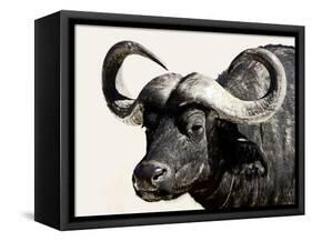 Cape Buffalo, Masai Mara National Reserve, Kenya, East Africa-James Hager-Framed Stretched Canvas