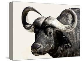 Cape Buffalo, Masai Mara National Reserve, Kenya, East Africa-James Hager-Stretched Canvas