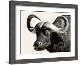 Cape Buffalo, Masai Mara National Reserve, Kenya, East Africa-James Hager-Framed Photographic Print