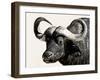 Cape Buffalo, Masai Mara National Reserve, Kenya, East Africa-James Hager-Framed Photographic Print