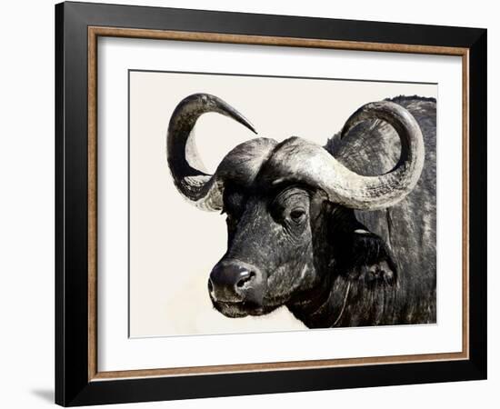 Cape Buffalo, Masai Mara National Reserve, Kenya, East Africa-James Hager-Framed Photographic Print