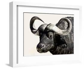 Cape Buffalo, Masai Mara National Reserve, Kenya, East Africa-James Hager-Framed Photographic Print