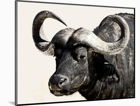 Cape Buffalo, Masai Mara National Reserve, Kenya, East Africa-James Hager-Mounted Photographic Print