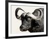 Cape Buffalo, Masai Mara National Reserve, Kenya, East Africa-James Hager-Framed Photographic Print