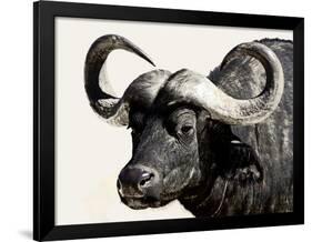 Cape Buffalo, Masai Mara National Reserve, Kenya, East Africa-James Hager-Framed Photographic Print