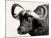 Cape Buffalo, Masai Mara National Reserve, Kenya, East Africa-James Hager-Mounted Photographic Print