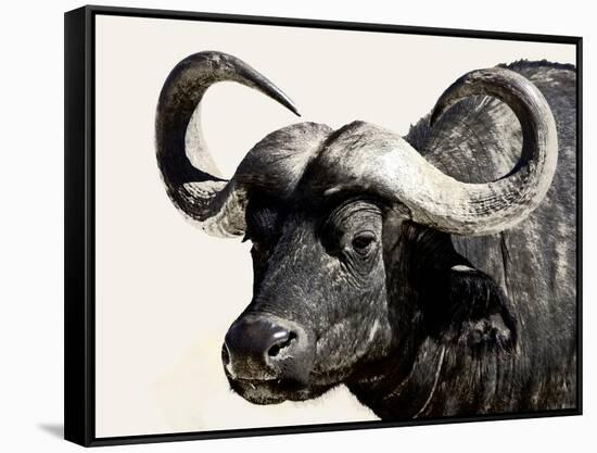 Cape Buffalo, Masai Mara National Reserve, Kenya, East Africa-James Hager-Framed Stretched Canvas