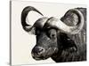 Cape Buffalo, Masai Mara National Reserve, Kenya, East Africa-James Hager-Stretched Canvas